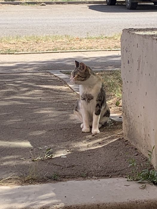 Пристраивается  кошечка