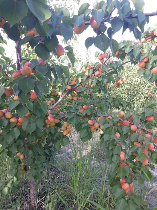 УРИК КУЧАТЛАРНИ 8 Хил сорти бор сортига падвойига кафолат берамиз