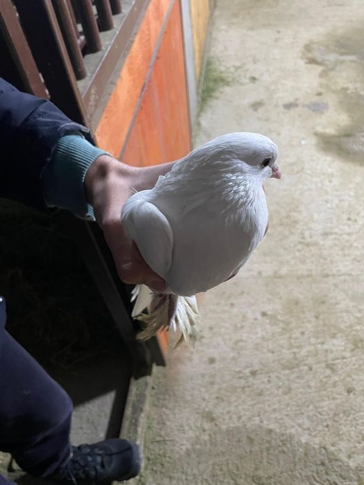 Билитын кептер сатылады