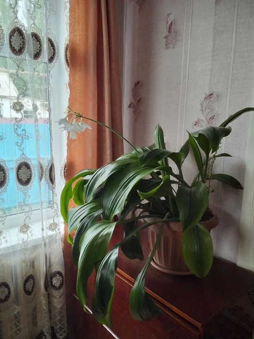 Продаются комнатные цветы.