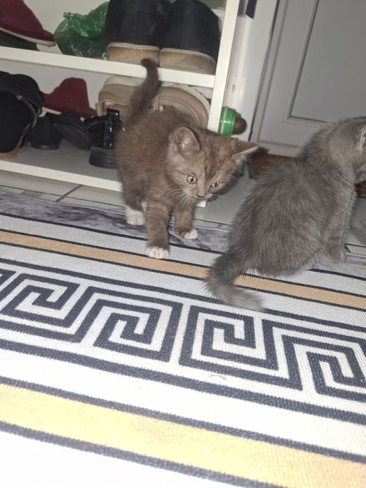 Дарю котят девочек