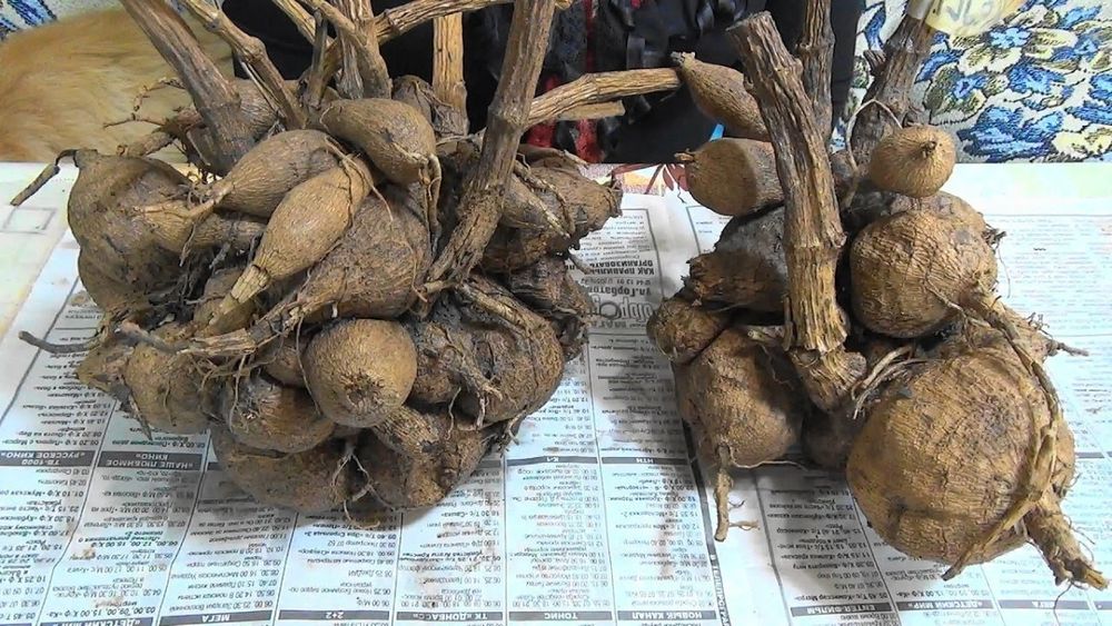 Луковица георгина (семена)