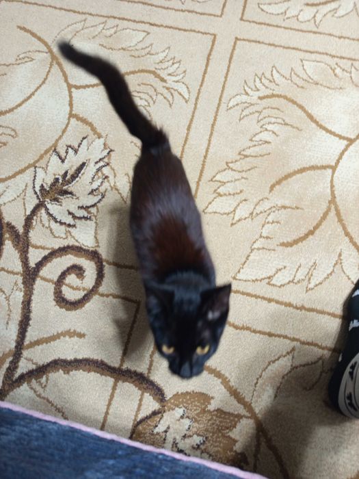 Отдам котенка, черный