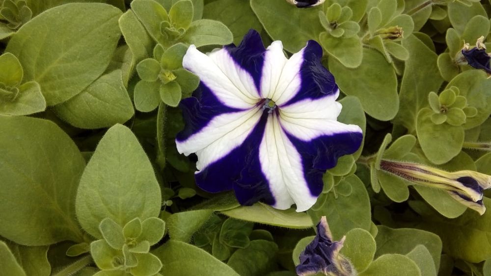 Цветы питуния и бархатцы