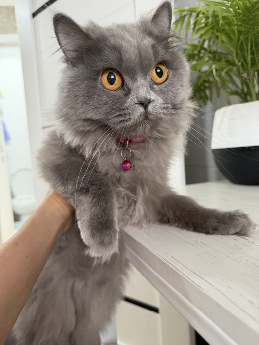 Отдам кошку в добрые руки