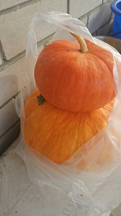 Продам домашнюю тыкву