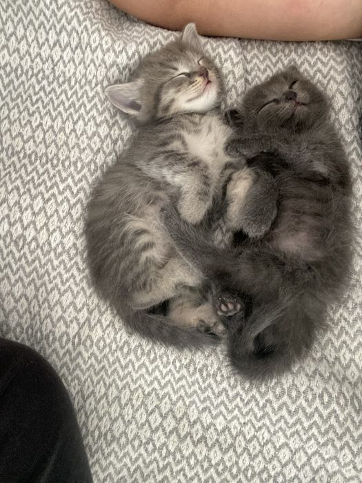 Отдам котят( девочки)