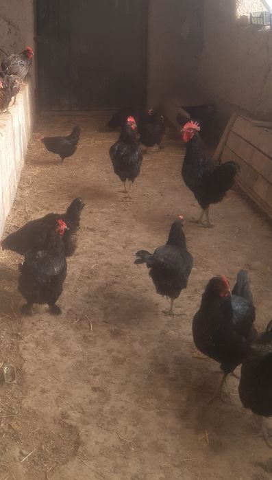 Qora shaxzoda tuxumlar bostirishga va inkubatorga zakaz olamiz