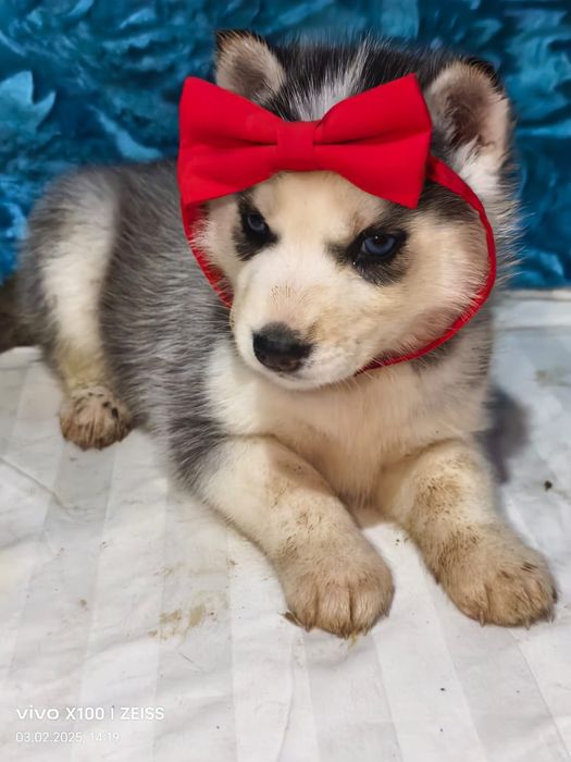 Очаровательные щенки сибирской хаски.