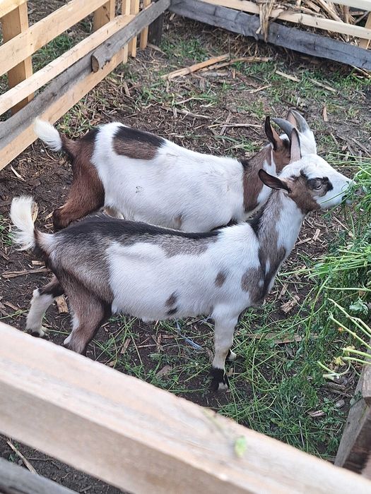 Țapi de curte castrați  25-30kg ,  preț 13 lei kg in viu