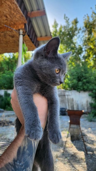 Отдам котёнка,  британец короткошерстный