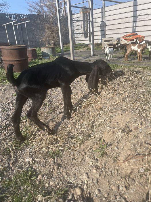 Козочки 50% камори ост нуб %