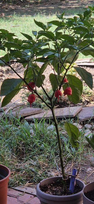 Семена  Carolina Reaper 10бр