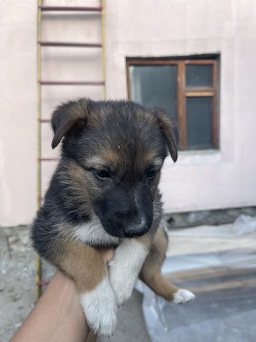 Щенки немецкой овчарки