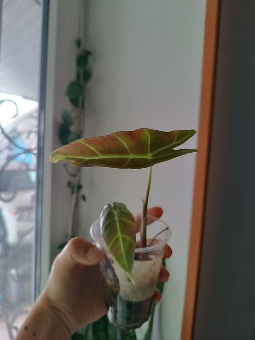 Распродажа растений