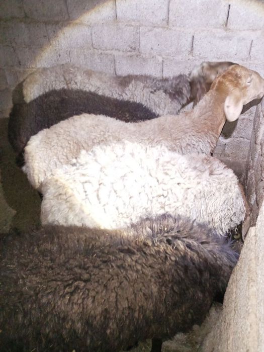 Кучкар киргиские