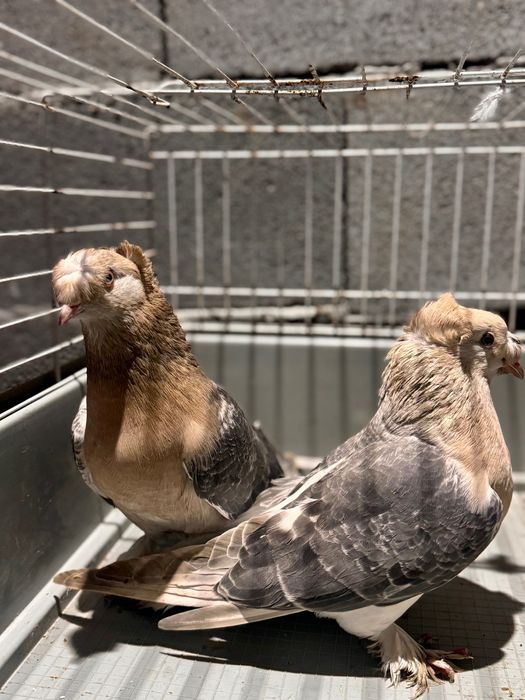 Мардини две двойки