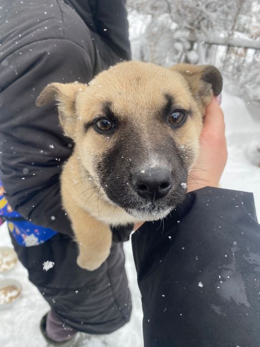 Щенки срочно ищут дом