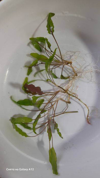 Растения продаются.