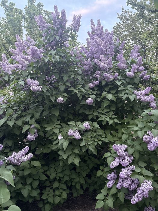 сирень фиолетовый