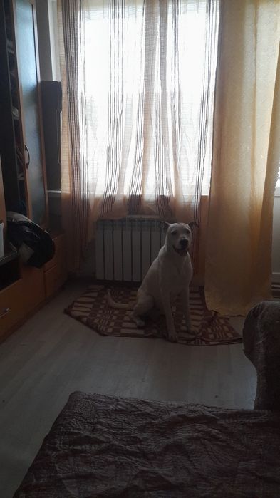 Отдам в хорошие руки