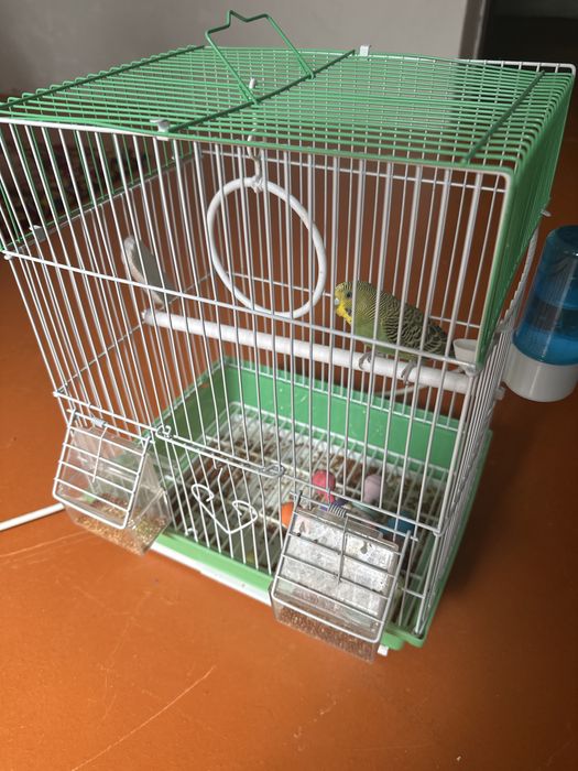 Попугай с клеткой