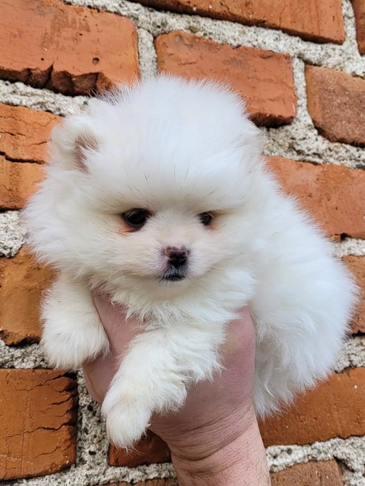 Померан-мини шпиц!!!