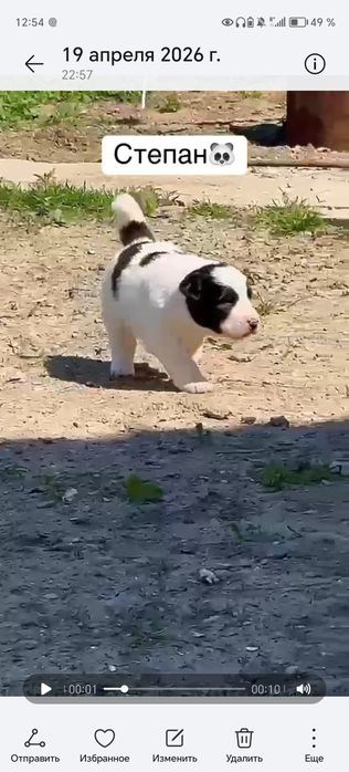 Щенок Алабай 4 месец