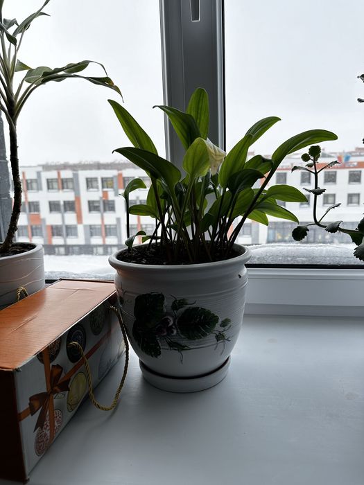 Цветы комнатные