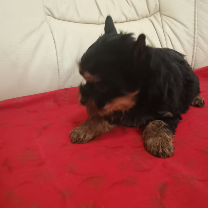 Cățeluși Yorkshire Terrier Toy