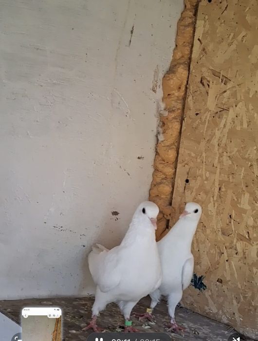 Голуби на продажу