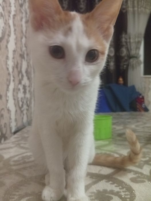 Hadya qilaman Aqlli mushukcha 3 oylik