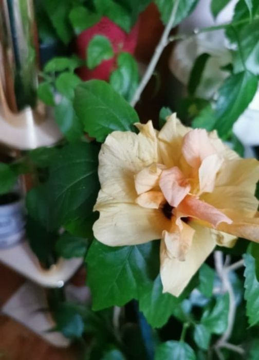 Vând pui de trandafir japonez cu floare galben - oranj