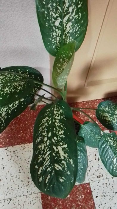 Дифенбахия --Дифенбахия --