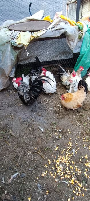 Cocosi chabo de anu asta