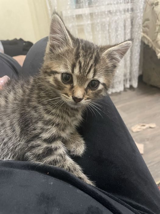 Отдам котят  (бесплатно )