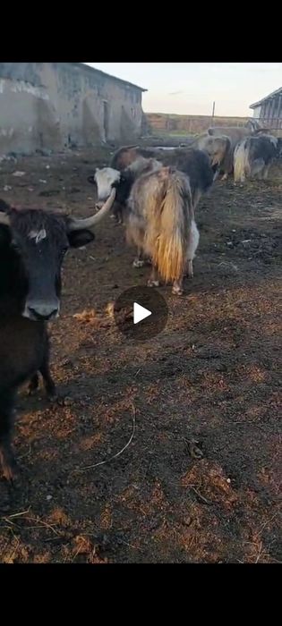 Продают як с телятами