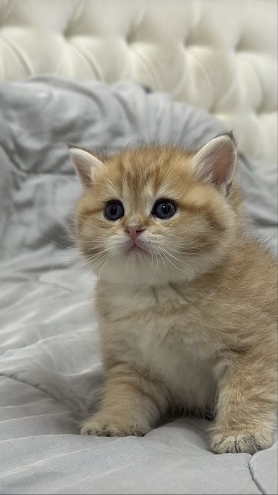 Британские  котятки!
