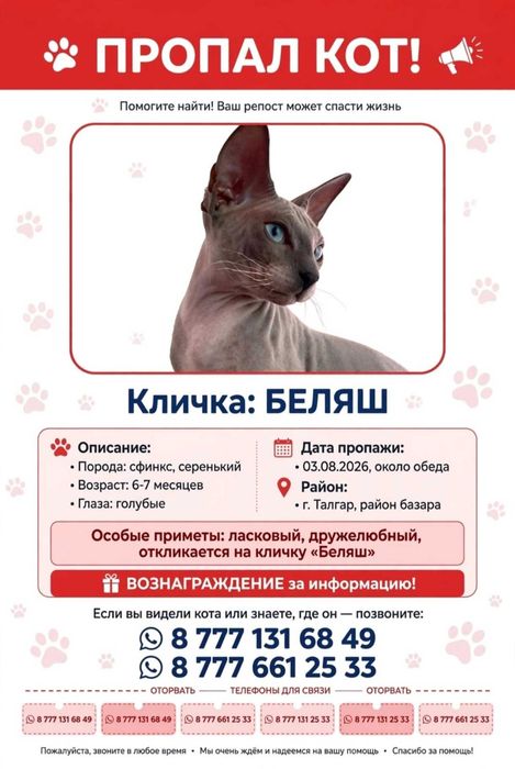 Пропал кот , член семьи