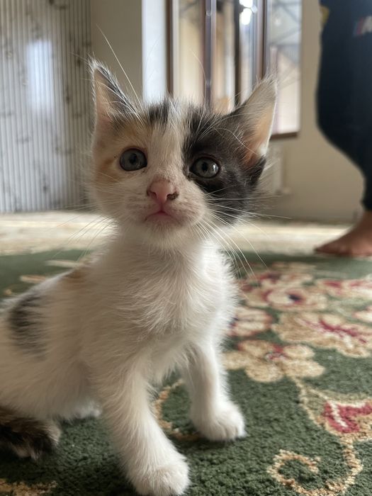 Продается кошки хорошие
