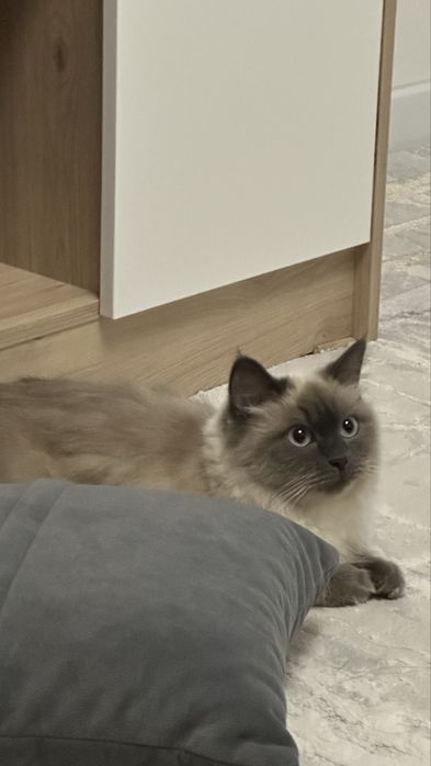 Отдам кошку в хорошие рукт