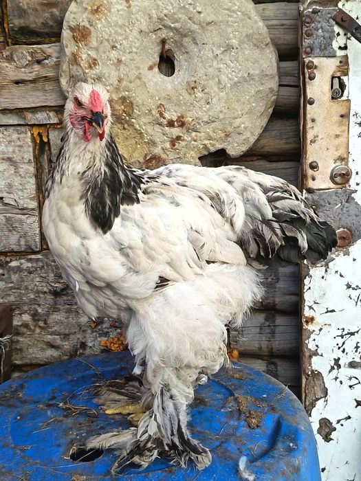 Продам петухов брама