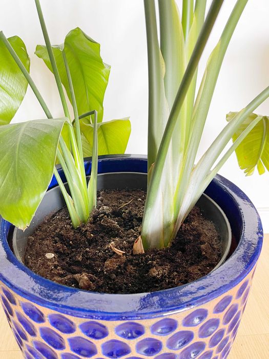 Strelizia Nicolai 140 cm - două plante, ghiveci decorativ inclus