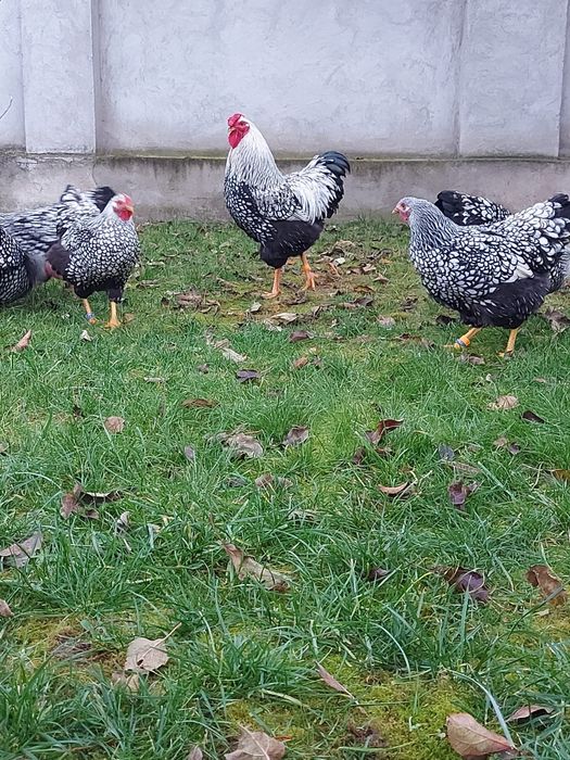 Pui wyandotte argintiu