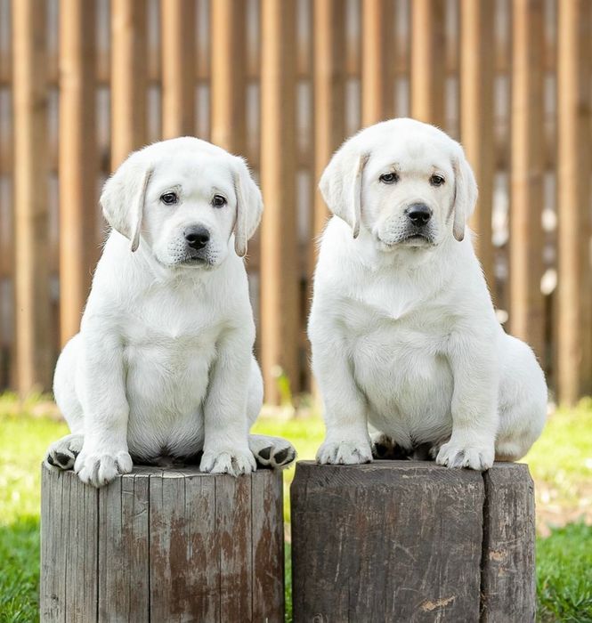 Щеночки Лабрадор Ретривера!!