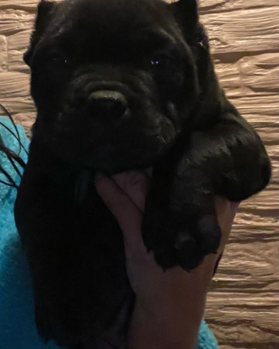 Щенки американский булли