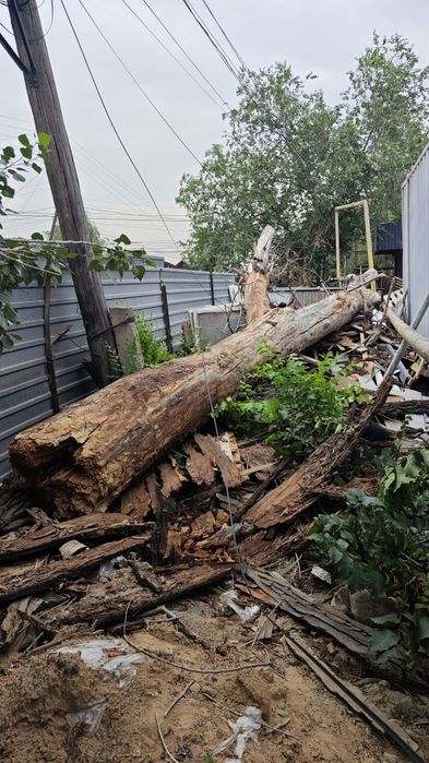 Отдам дрова Бесплатно