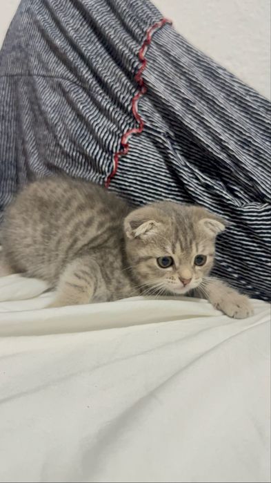 Котенок  шотланский
