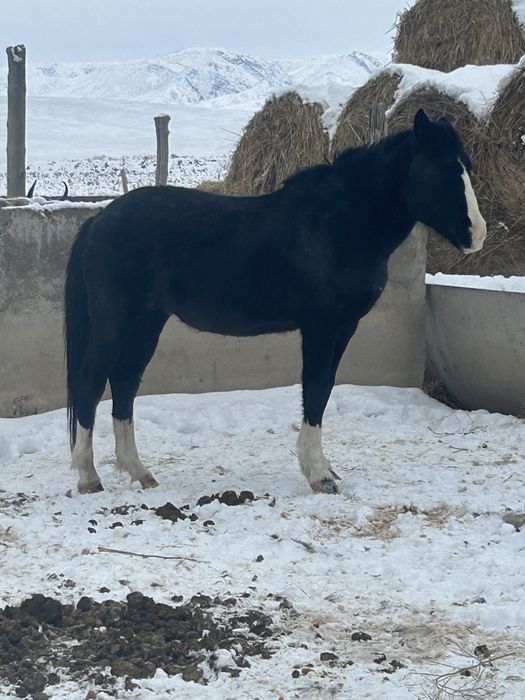 Сатылады Бесқасқа Айғыр 4 жасар