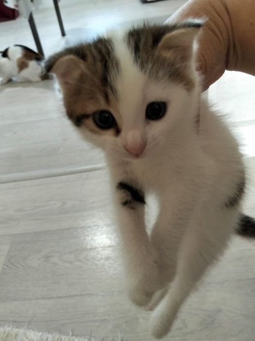 Котенок в добрые руки.девочка